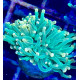 Euphyllia Glabrescens Gold torch