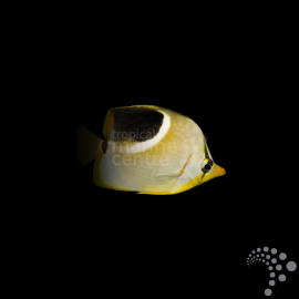 Chaetodon ephippium