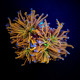 Euphyllia glabrescens hellfire ultra esqueje 1 cabeza S