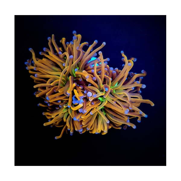 Euphyllia glabrescens hellfire ultra esqueje 1 cabeza S