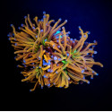 Euphyllia glabrescens hellfire ultra esqueje 1 cabeza S 