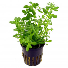 Bacopa crenata (monnieri) Aquaflora