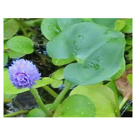 Heteranthera reniformis Aquaflora