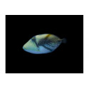 Rhinecanthus aculeatus Ballesta picasso S