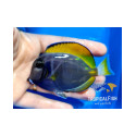 HIBRID DE LEUCOSTERNON AMB NIGRICANS M