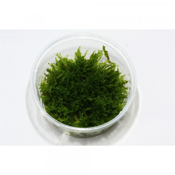 VESICULARIA MONTAGNEI (CHRISTMAS) IN VITRO CUP