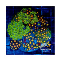 Super Coloured Zoanthus garden L