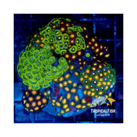 Super Coloured Zoanthus garden L