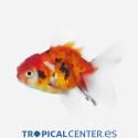 Oranda Calicó tigre L
