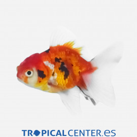 Oranda Calicó tigre L