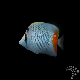 Chaetodon xanthurus