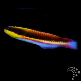 Thalassoma lucasanum XL