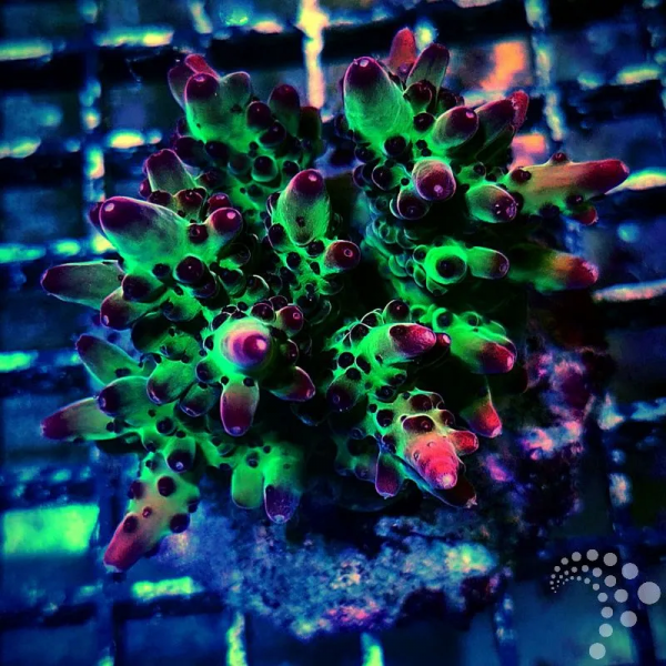 Acropora tropic berry ML