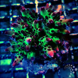 Acropora tropic berry ML