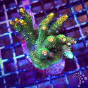 Acropora OG Sunset M 