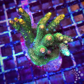 Acropora OG Sunset M
