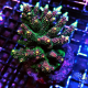 Acropora milleoporella rainbow ML