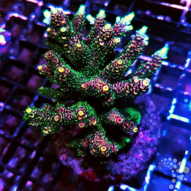 Acropora milleoporella rainbow ML
