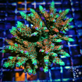 Acropora Wonderland ML