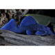 L239 BARYANCISTRUS BEGGINI