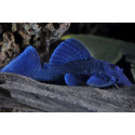 L239 BARYANCISTRUS BEGGINI
