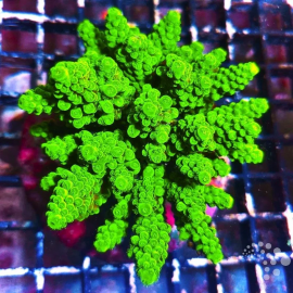 Acropora green monster ML