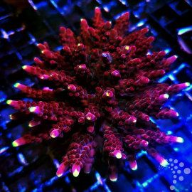 Acropora Fox Flame ML