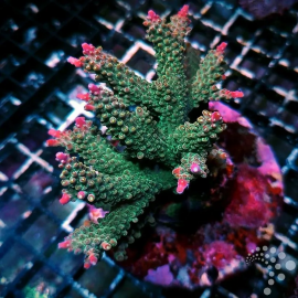 Acropora paletta pink tips ML