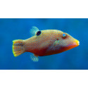 Canthigaster solandri L