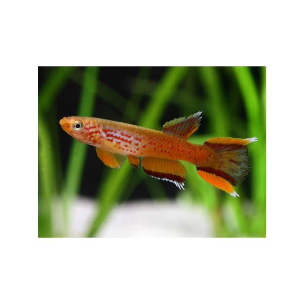 APHYOSEMION AUSTRALE KAPLOPEZ killi