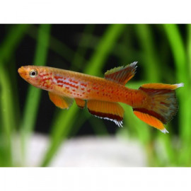 APHYOSEMION AUSTRALE KAPLOPEZ killi