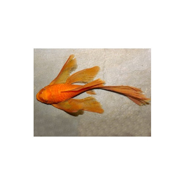 ANCISTRUS SP. SUPER RED LONG FIN Velo