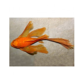 ANCISTRUS SP. SUPER RED LONG FIN Velo