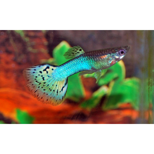 Guppy macho bluegrass