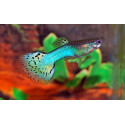 Guppy macho bluegrass