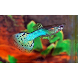 Guppy macho bluegrass