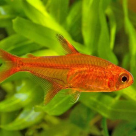 TETRA AMBAR 1.9-2 CM (HYPHESSOBRYCON AMANDAE)