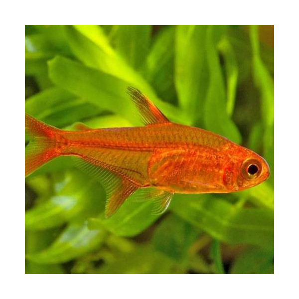 TETRA AMBAR 1.9-2 CM