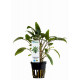 Cryptocoryne moehlmanni Aquaflora