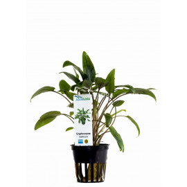 Cryptocoryne moehlmanni Aquaflora
