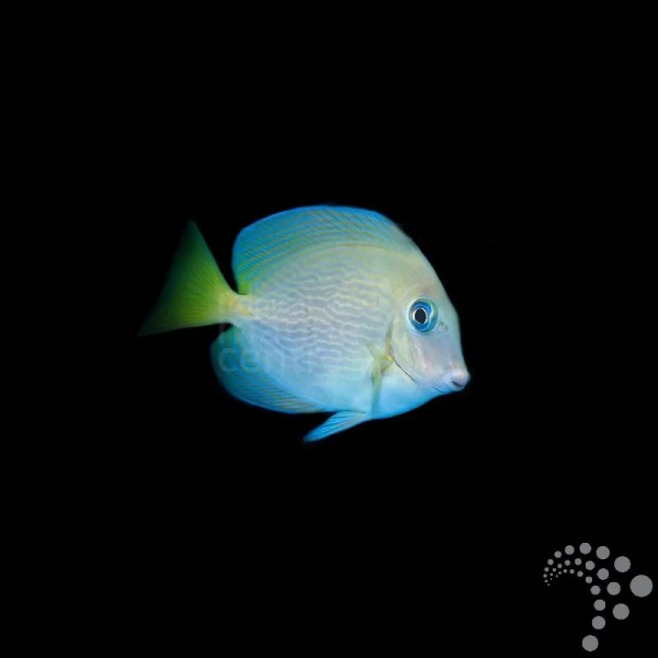 ACANTHURUS COERULEUS
