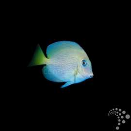 ACANTHURUS COERULEUS