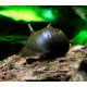 Caracol Sol Clithon Diadema