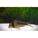 CORYDORAS (HOPLISOMA) AXELRODI M
