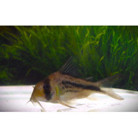 CORYDORAS (HOPLISOMA) AXELRODI M