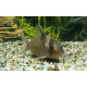 CORYDORAS (BROCHIS) DELPHAX L