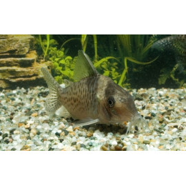 CORYDORAS (BROCHIS) DELPHAX L