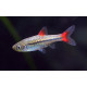 RASBORA RUBRODORSALIS