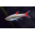 RASBORA RUBRODORSALIS