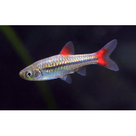 RASBORA RUBRODORSALIS